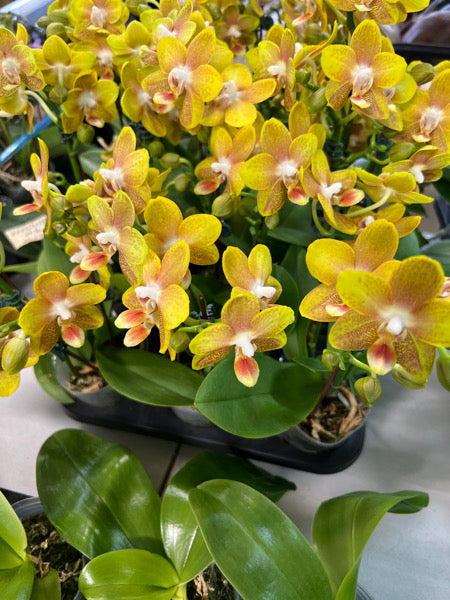 Phalaenopsis Haruteru ‘ CJH3301’ (VERY FRAGRANT)