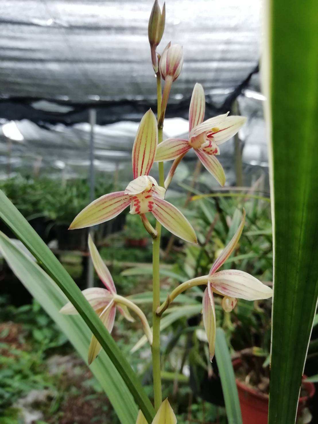 Cymbidium ensifolium ‘Kuan Ye Jin Qi’