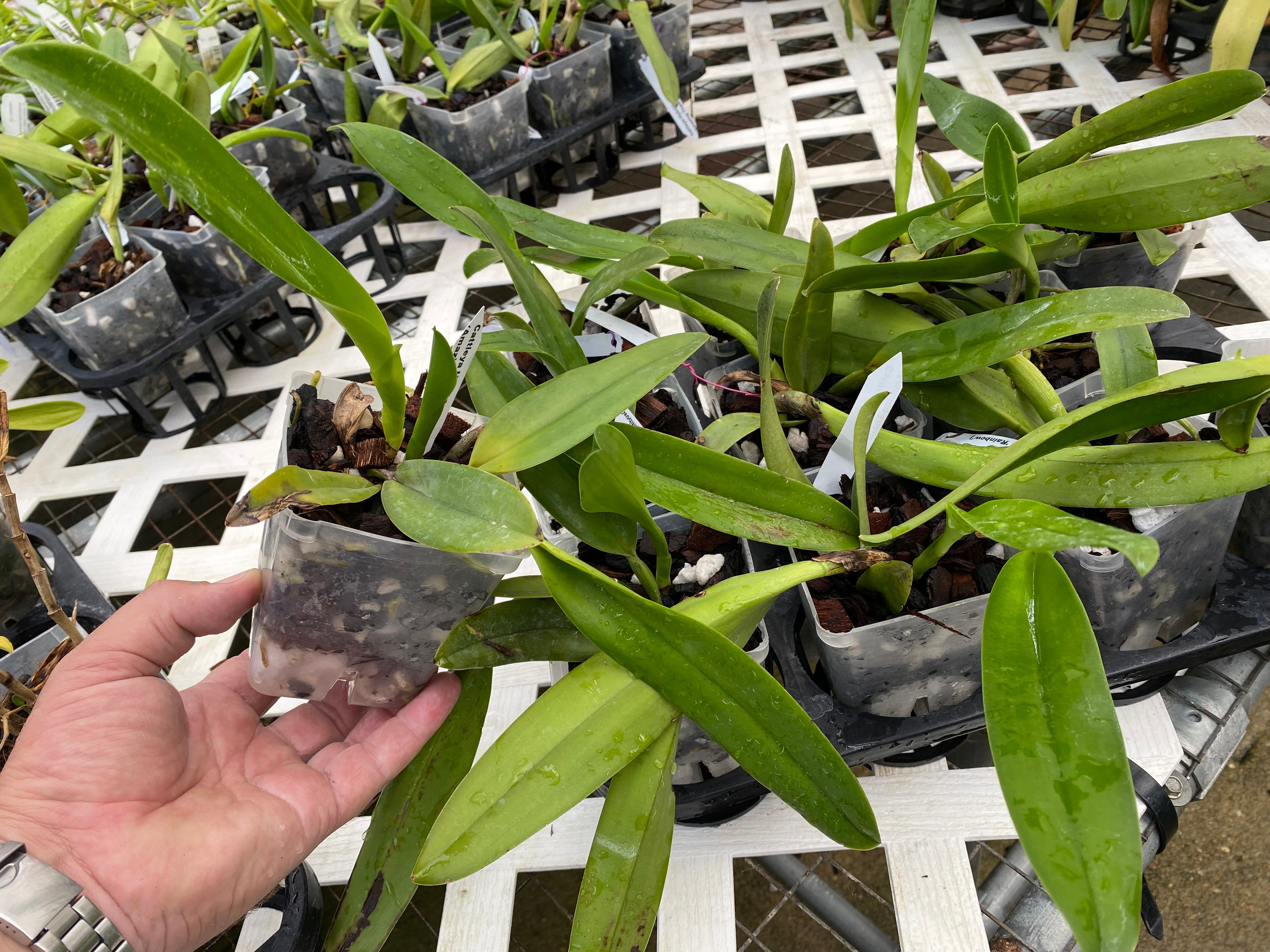 Cattleya Amazing Thailand ‘Rainbow’