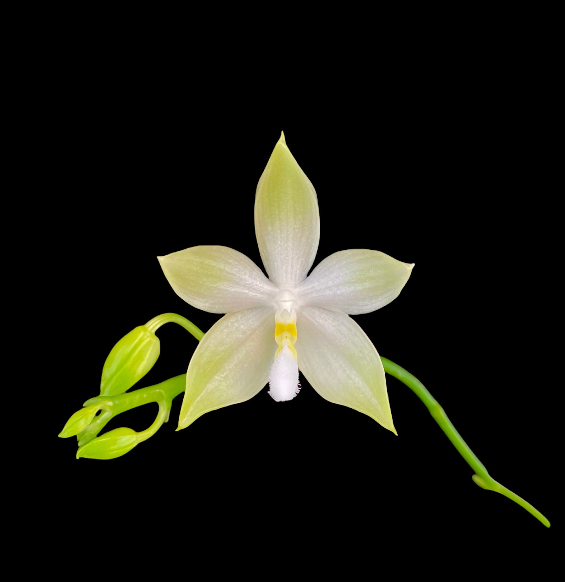 Phalaenopsis tetraspis ‘Green’ x sib (fragrant)IN FLOWER/SPIKE