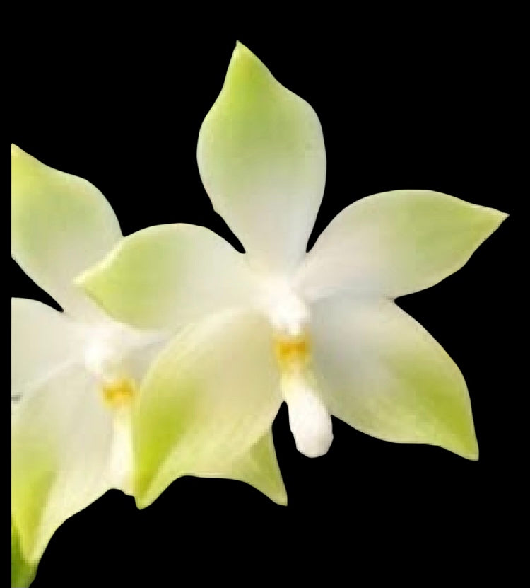 Phalaenopsis tetraspis ‘Green’  x sib   (fragrant)IN FLOWER/SPIKE