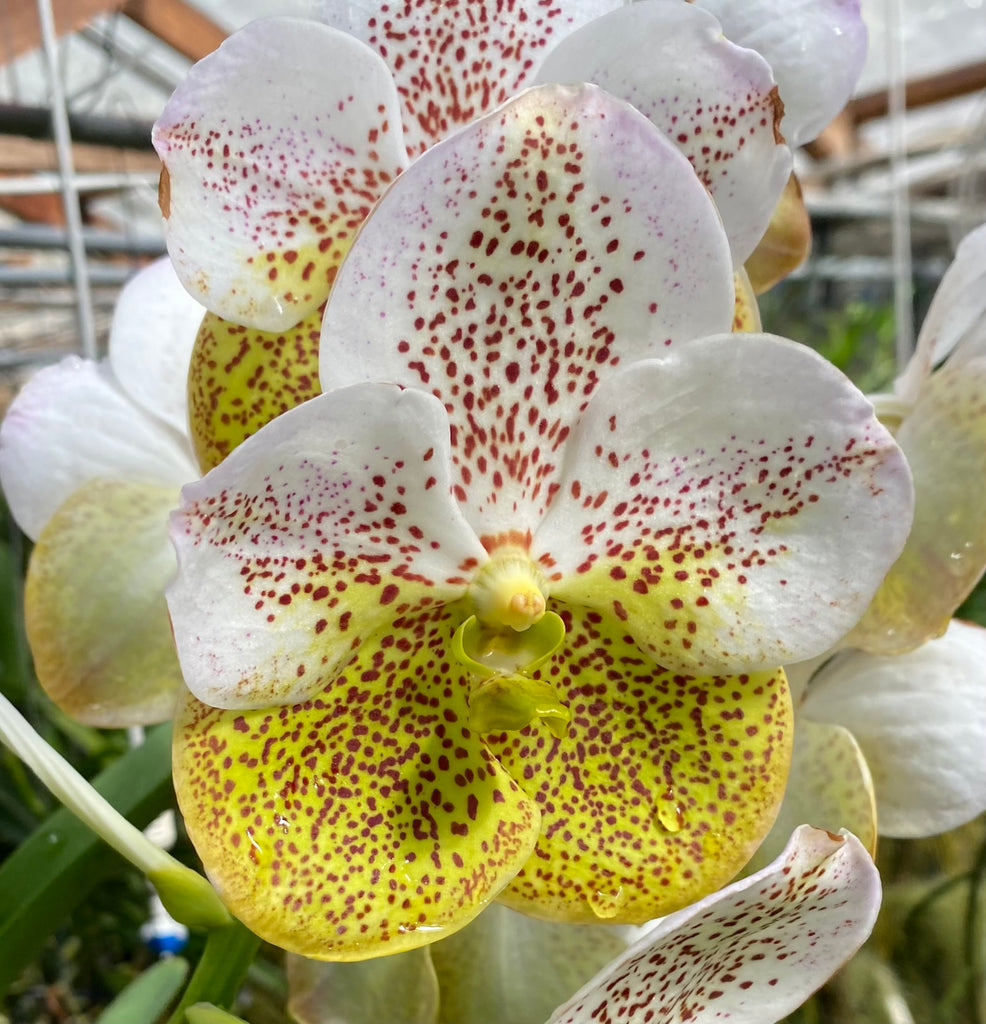 Vanda Prapathom Gold x Vanda Rasri Gold No. 2 – Orchid Classics