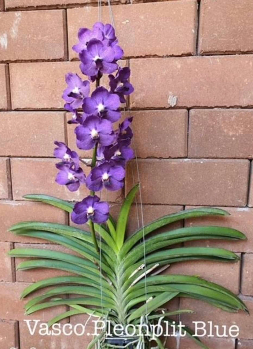 Vascostylis Ploenpit Blue ( some in spike )