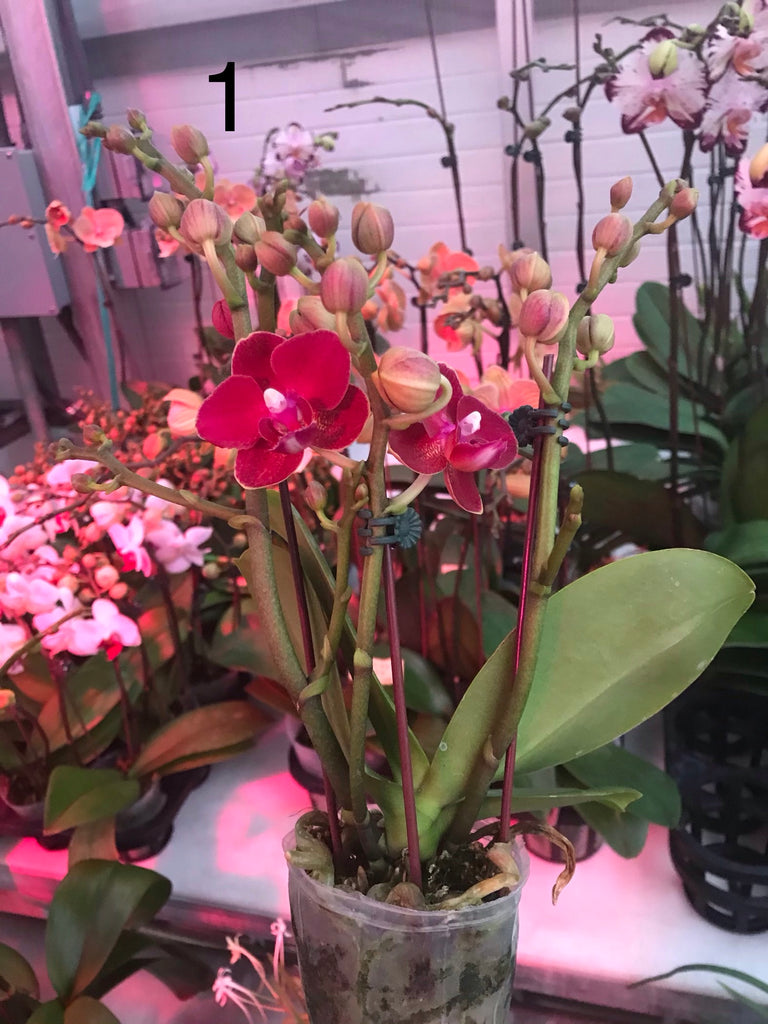 Miniature Phalaenopsis Collection. – Orchid Classics