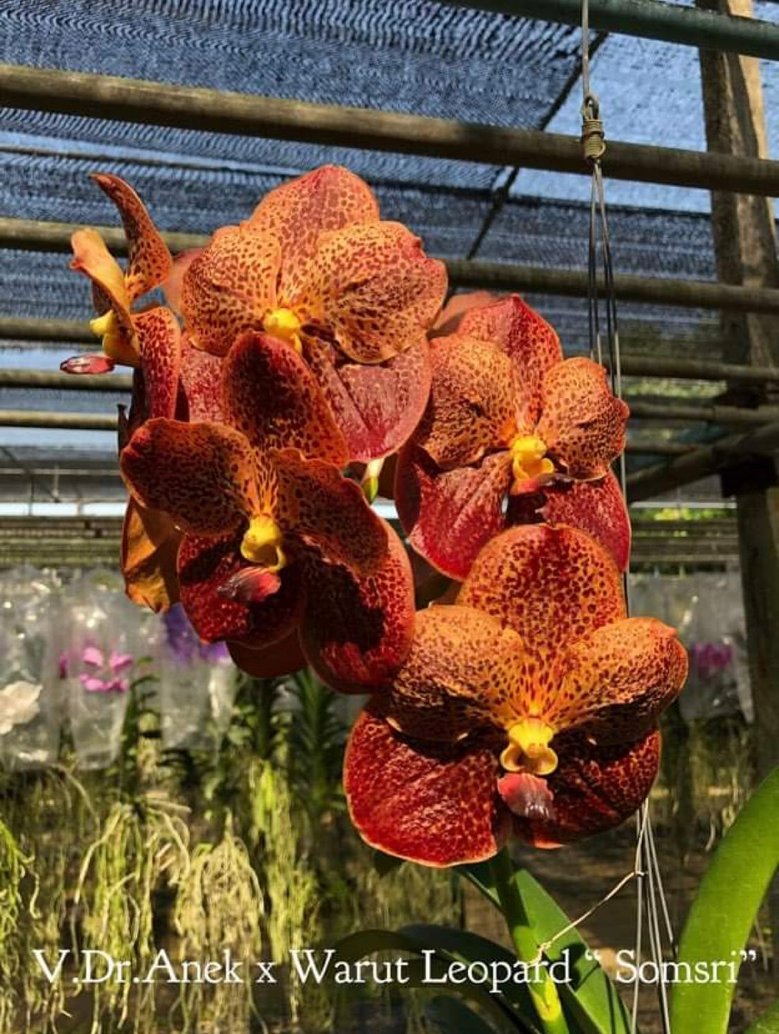 Vanda Dr. Anek x V. Warut Leopard ‘Somsri’ (IN SPIKE’)