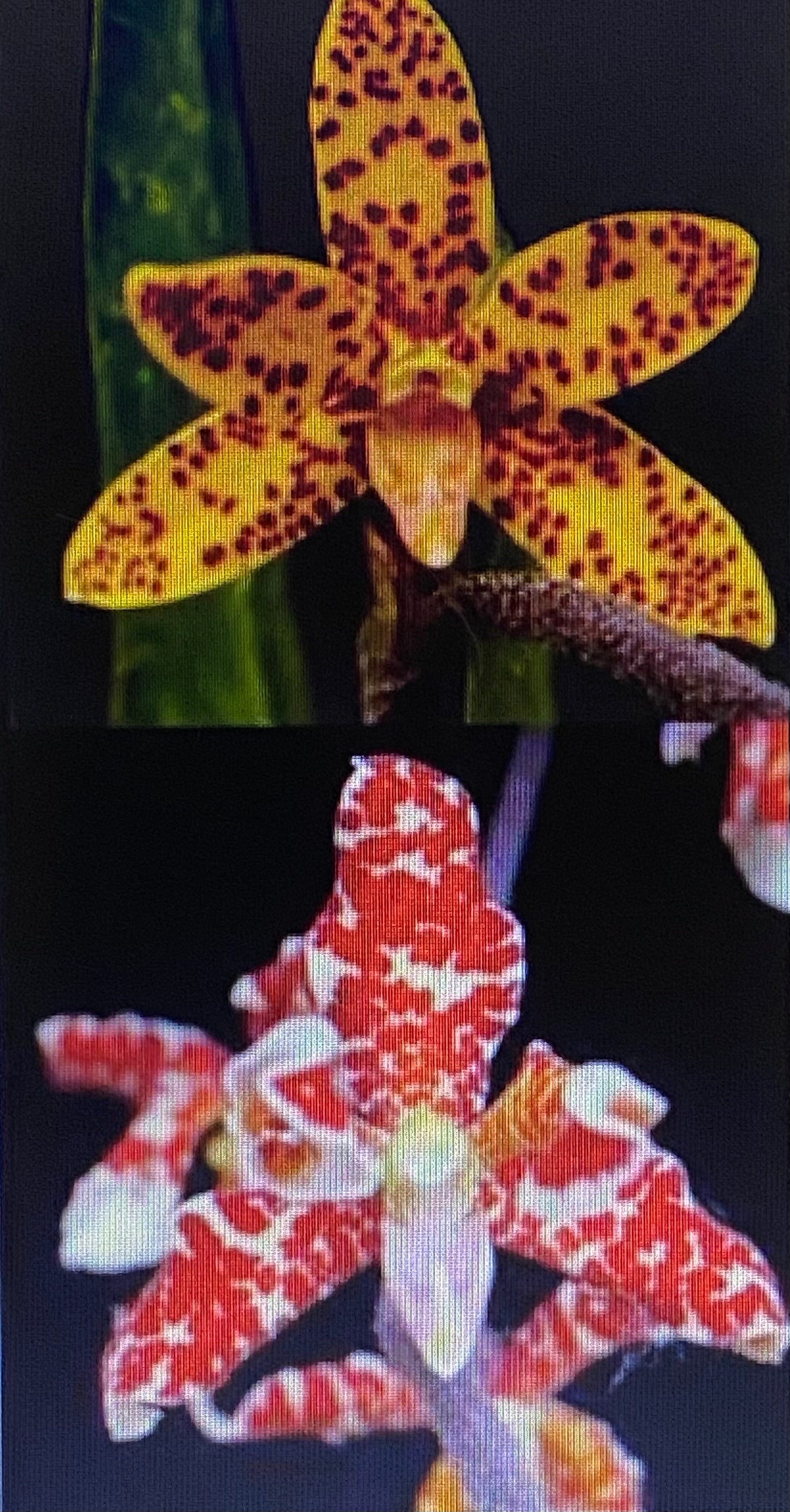 Dimorphorchis lowii