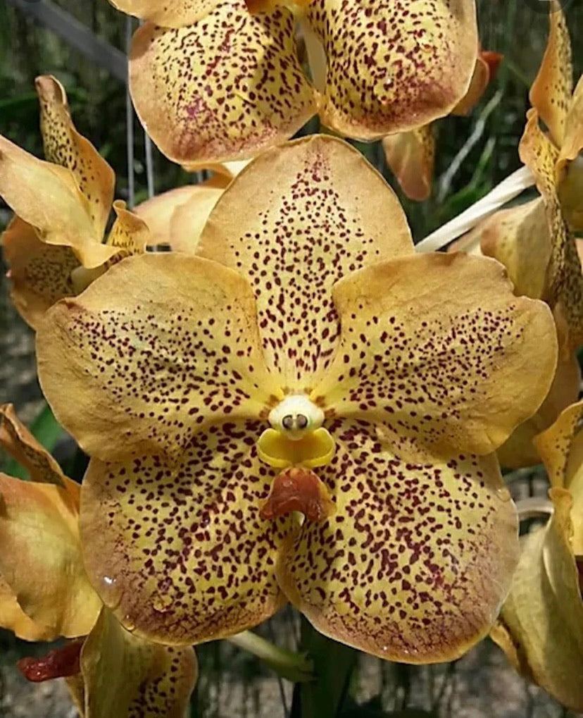 Vanda Sanchai Gold Spot