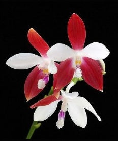Phalaenopsis tetraspis ‘C1’ x Phalaenopsis tetraspis ‘Mr Huang’