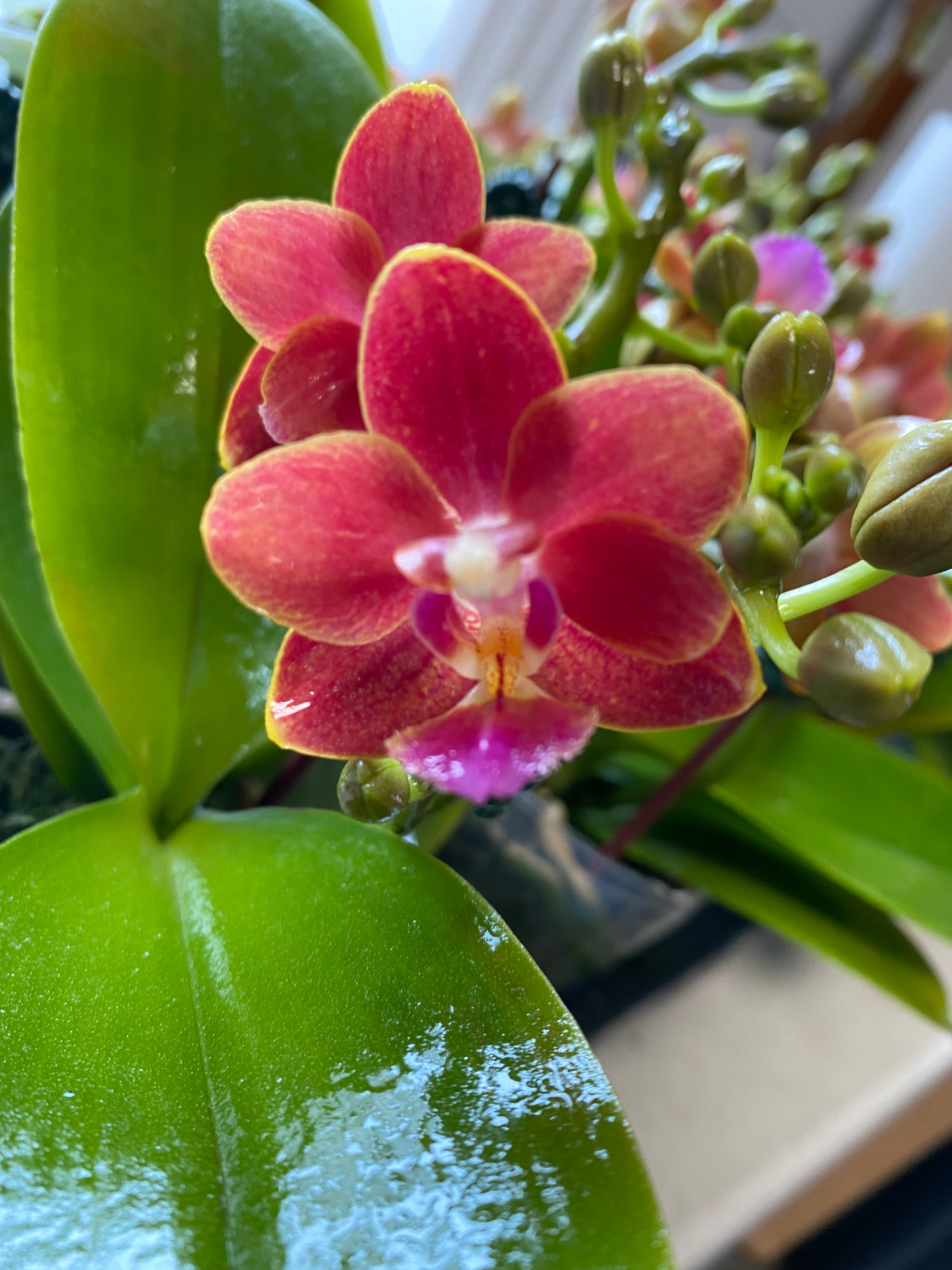 Phalaenopsis “G67” (VERY FRAGRANT)