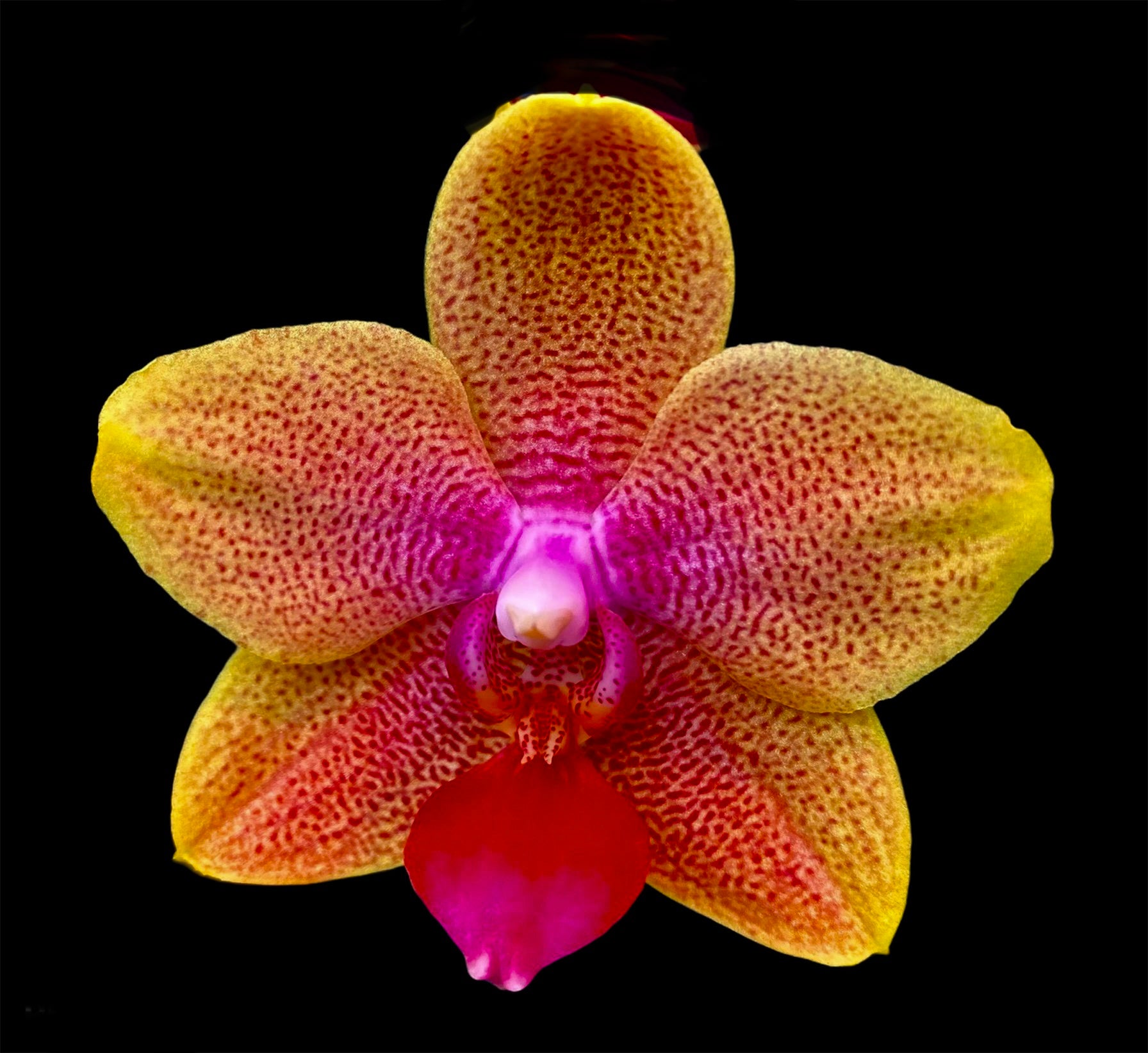 Phalaenopsis brother Sarah Gold