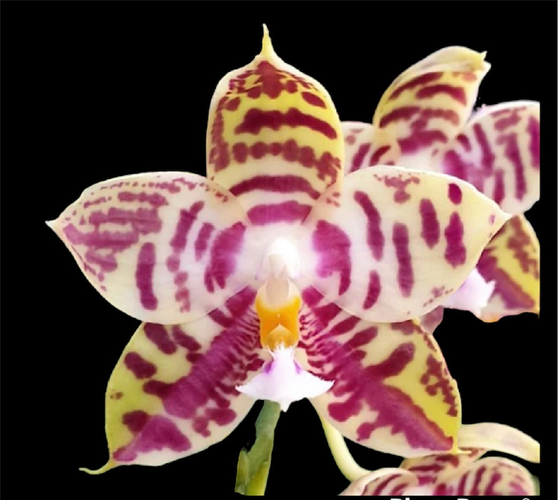 Phalaenopsis Lyndon mix Zebra ‘708’ ( FRAGRANT)