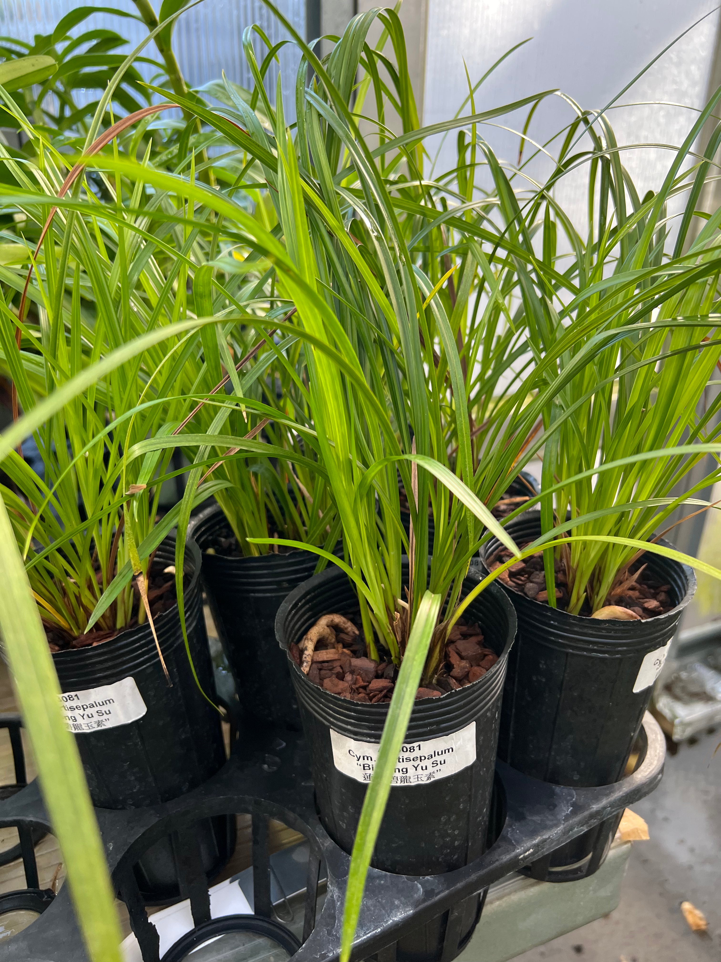 Cymbidium tortsepalum ‘Bi Long Yu Su’