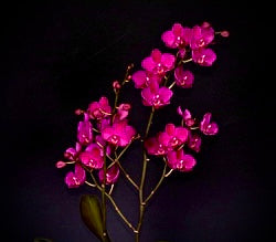 Phalaenopsis Queen Beer ‘Mantefon’