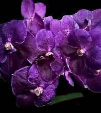 Vanda Pure’s  Wax ‘Blue’ (IN SPIKE)