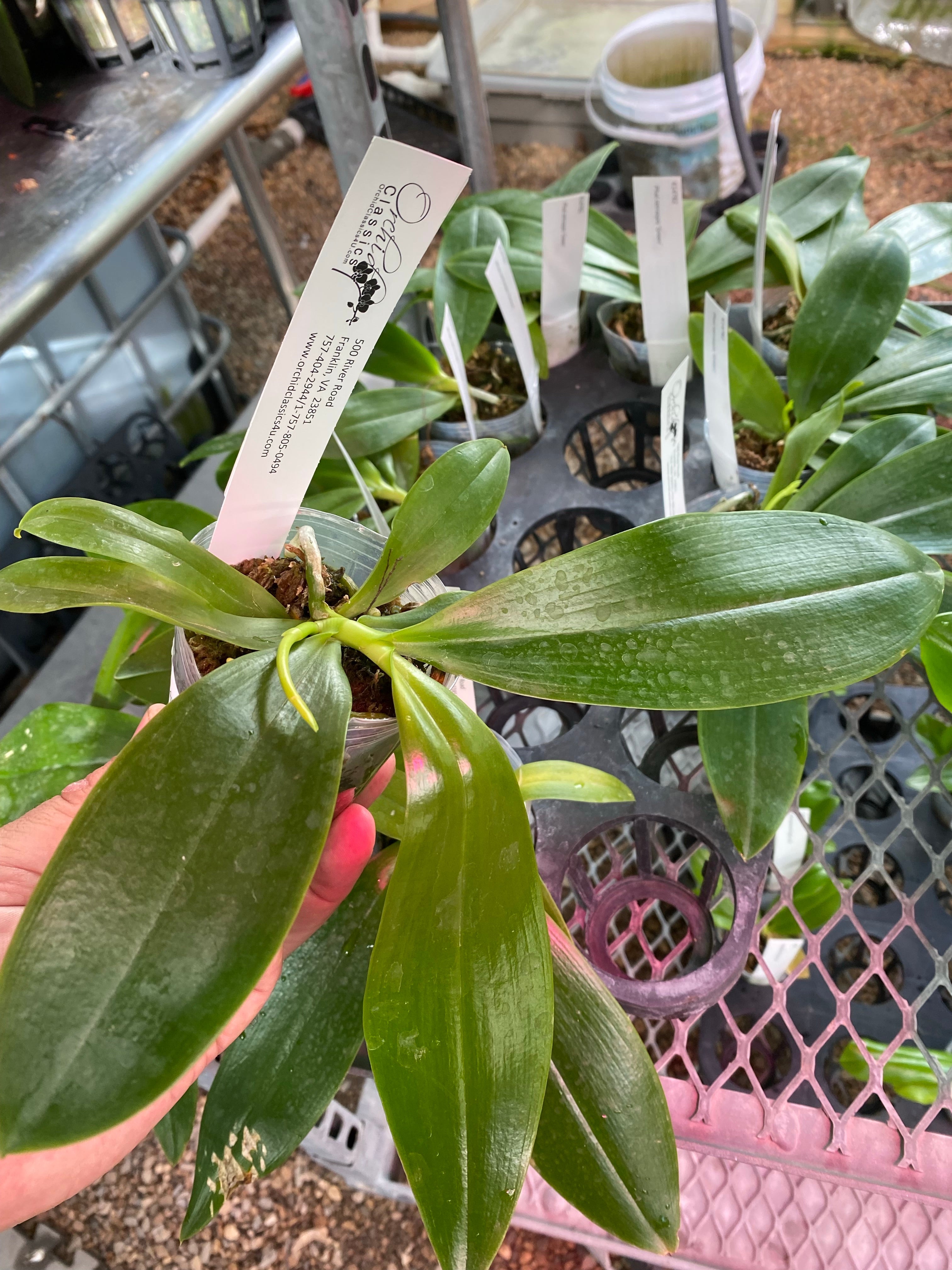 Phalaenopsis tetraspis ‘Green’  x sib   (fragrant)IN FLOWER/SPIKE