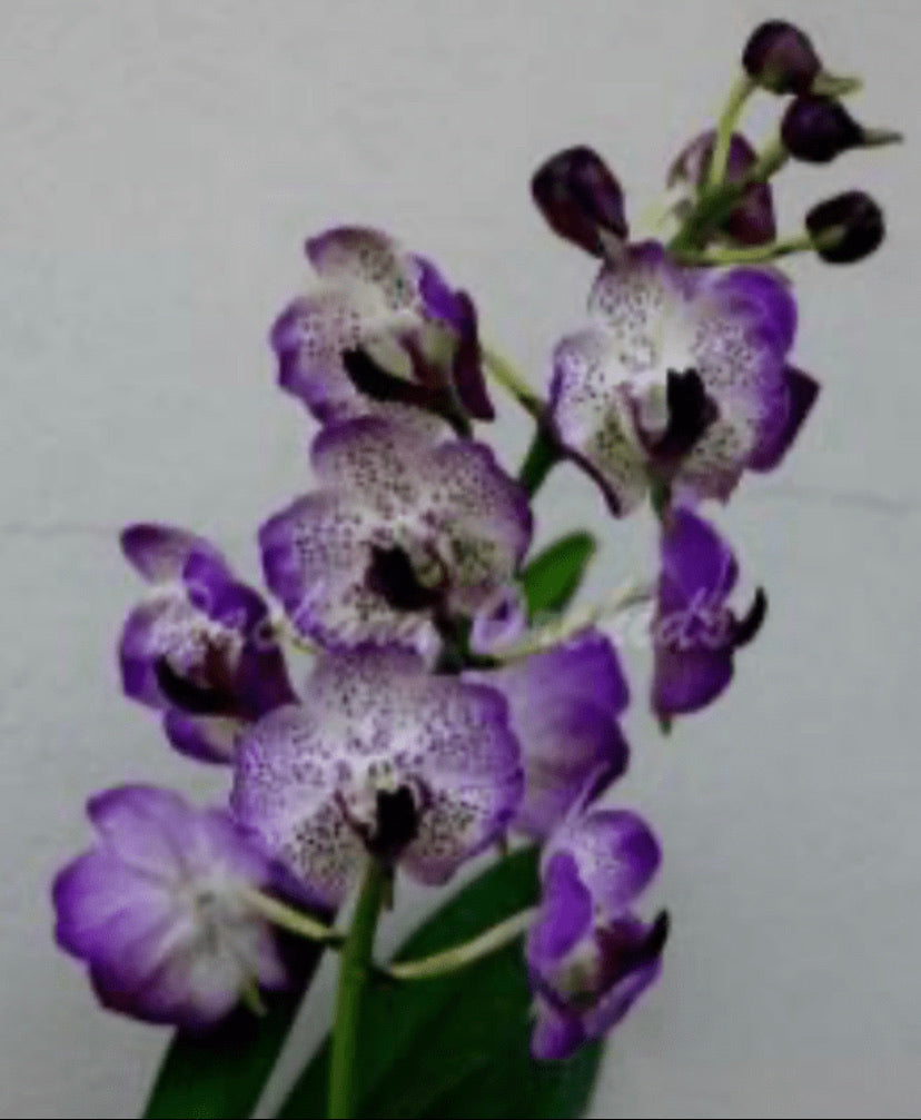 Vanda Gordon Dillen x Aerides lawrenceae JUMBO !!!