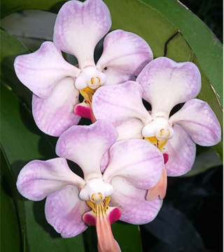 Vanda foetida sp.