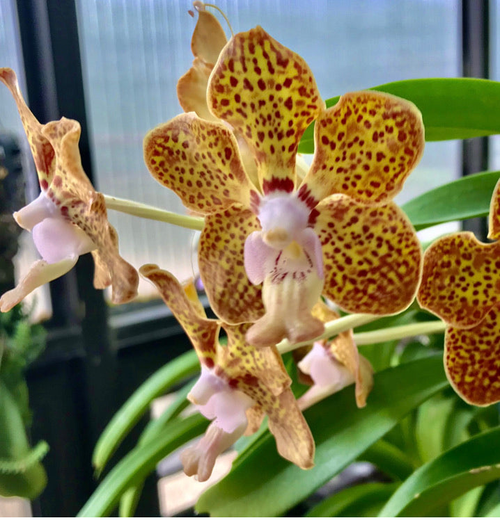 Vanda Densoniana X Vanda Mimi Palmer