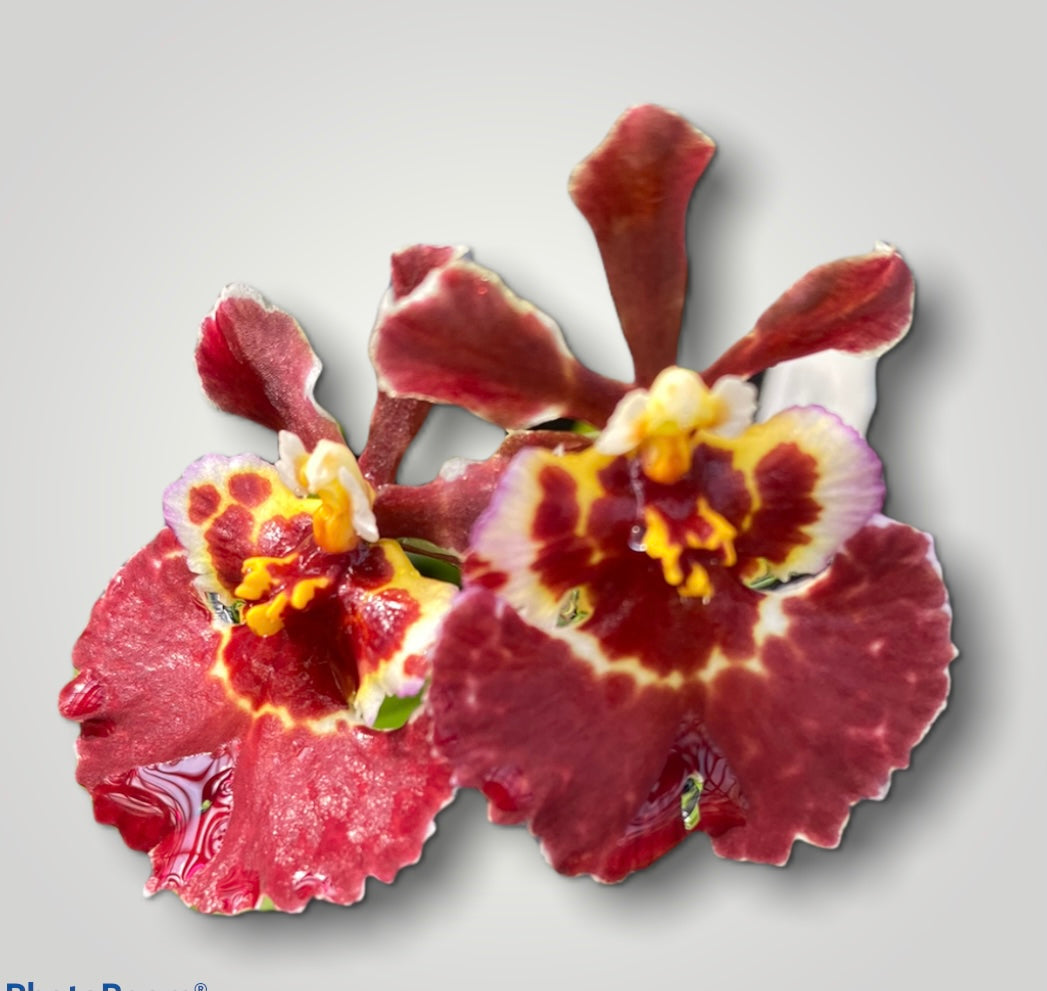 Tolumnia Jairak Firm ‘Super Brown’