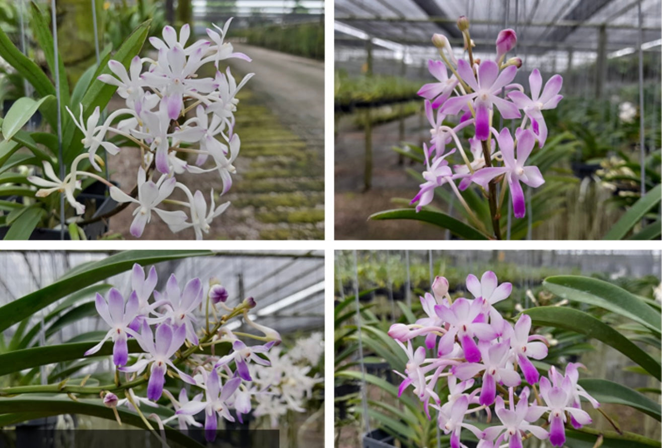 Vandachostylis Lou Sneary Pink