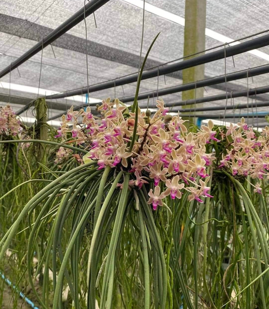 Paraphalaenopsis labukensis x Seidenfadenia mitrata – Orchid Classics