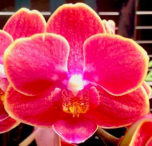 Phalaenopsis Long Pride Sunkist ‘MP 1523’