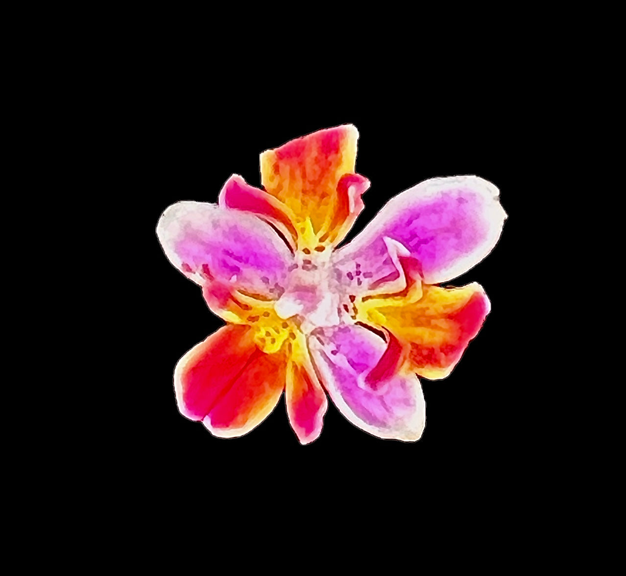 Phalaenopsis equestris ‘996’ (peloric)