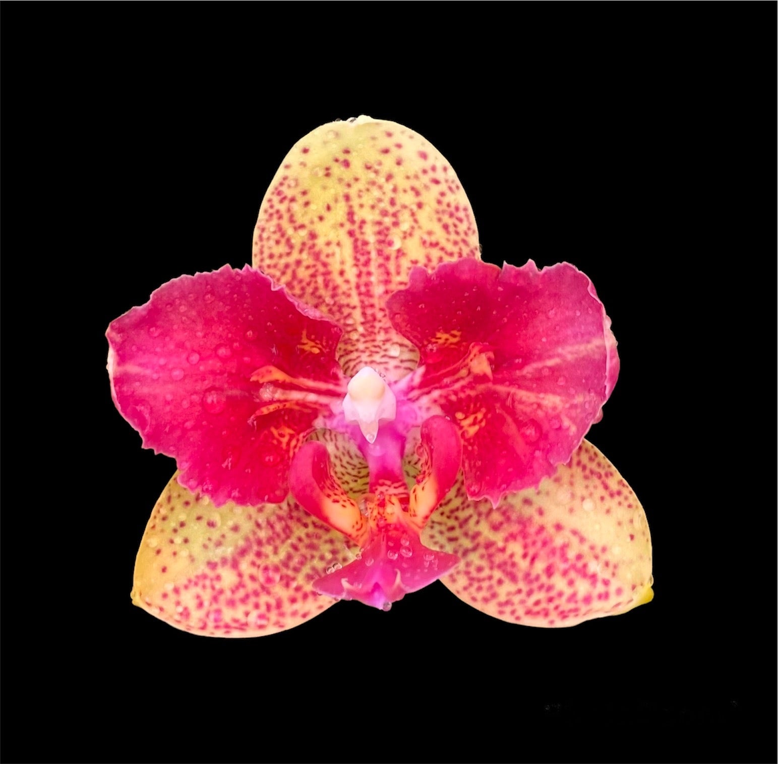 Phalaenopsis Chi Yuch Kaleidoscope