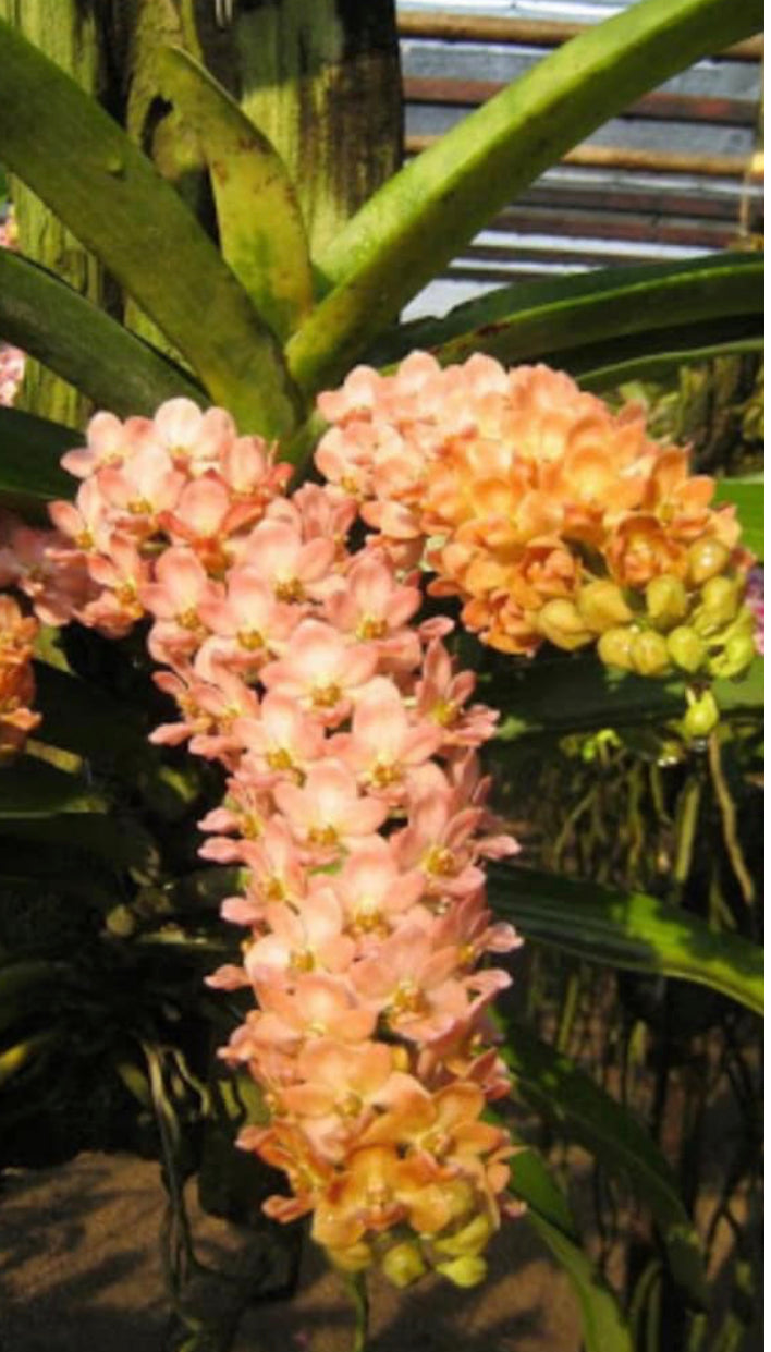 Rhynchostylis gigantea ‘Orange’ (Spike)