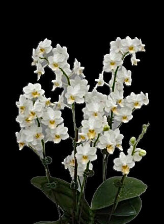 Phalaenopsis Liu’s Triprince KF#4