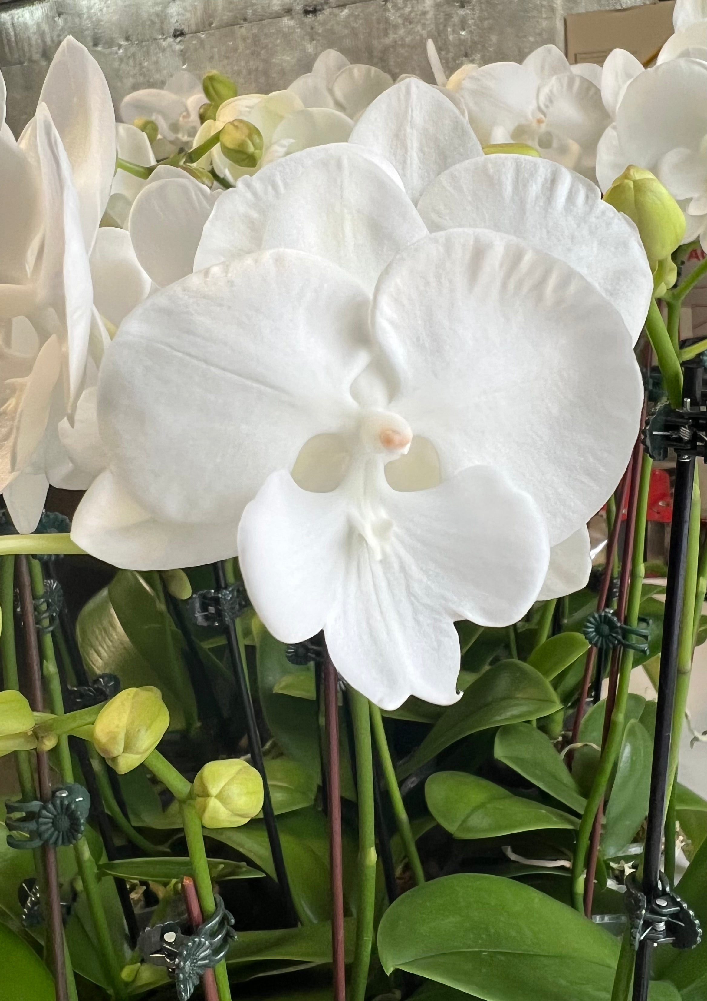 Phalaenopsis Charming Snow (NEW)