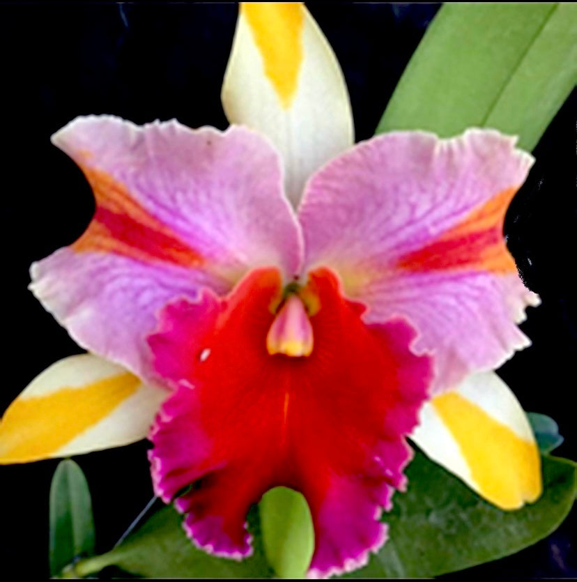 Cattleya Amazing Thailand ‘Rainbow’