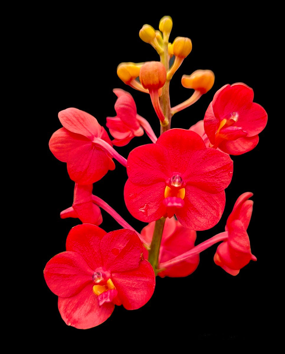 Vanda viruphandu ( compact red) IN SPIKE