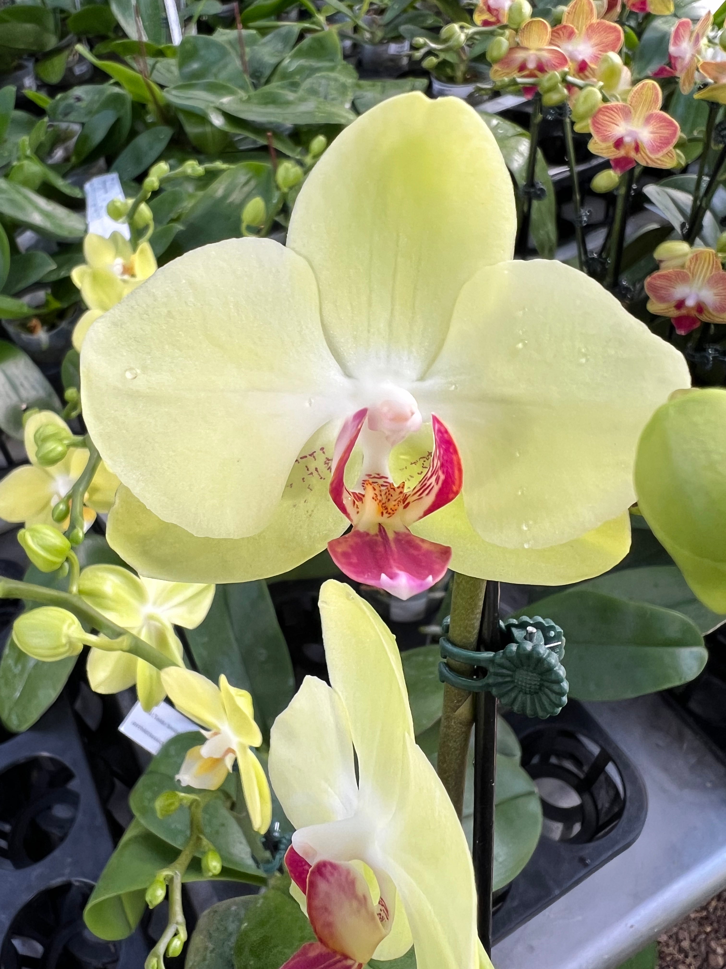 Phalaenopsis Fortune Saltzman