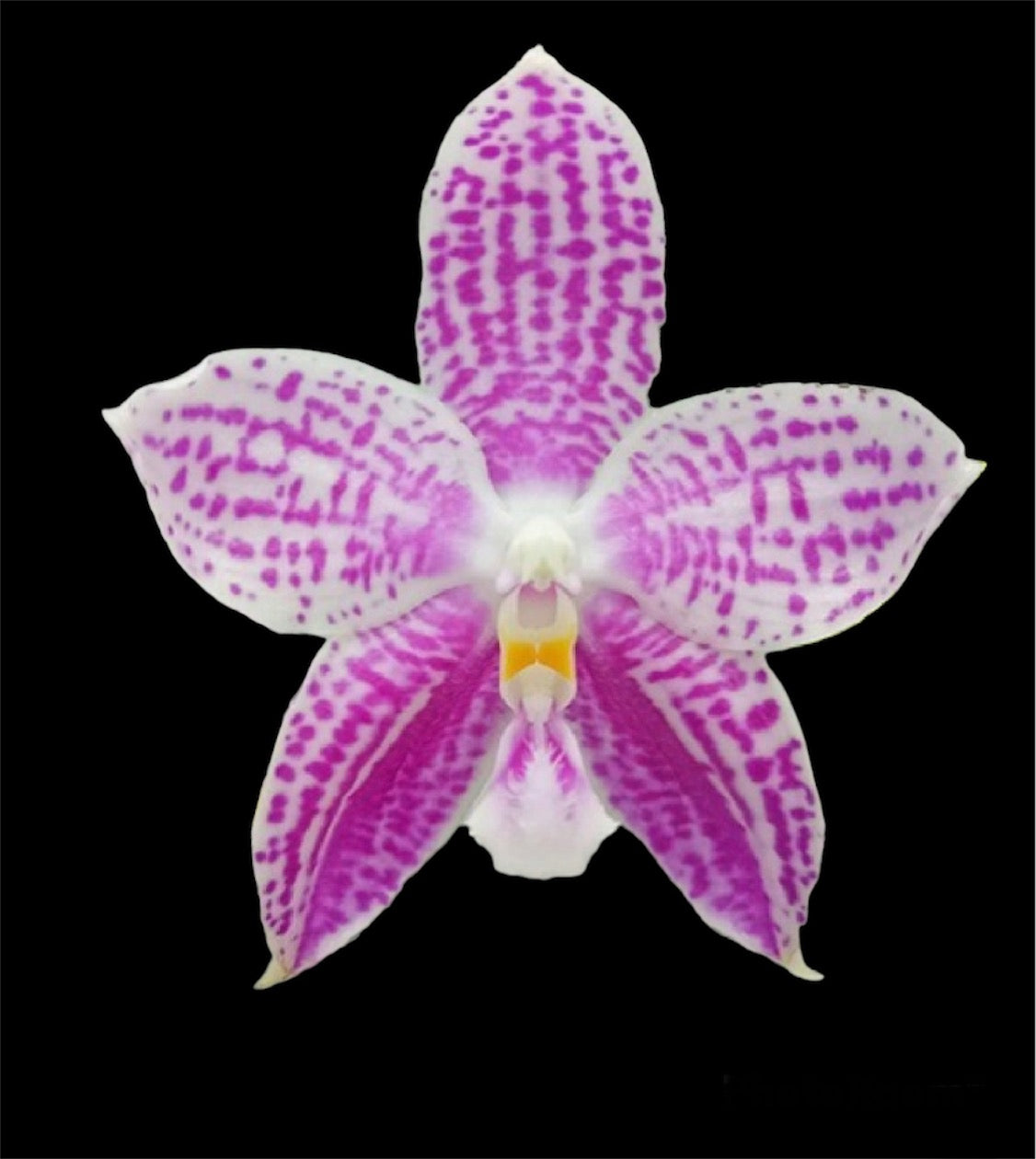 Phalaenopsis Lyndon mix Zebra ‘817’ (FRAGRANT)