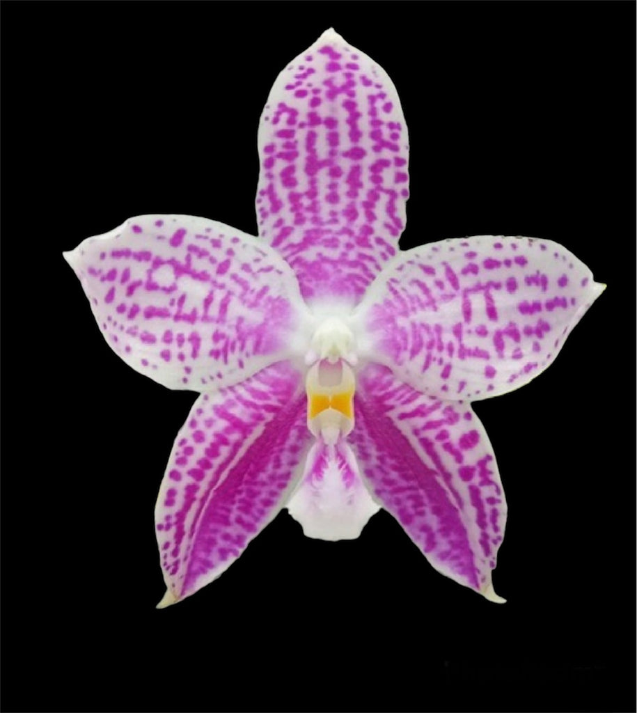 Phalaenopsis Lyndon mix Zebra '817' (FRAGRANT) – Orchid Classics