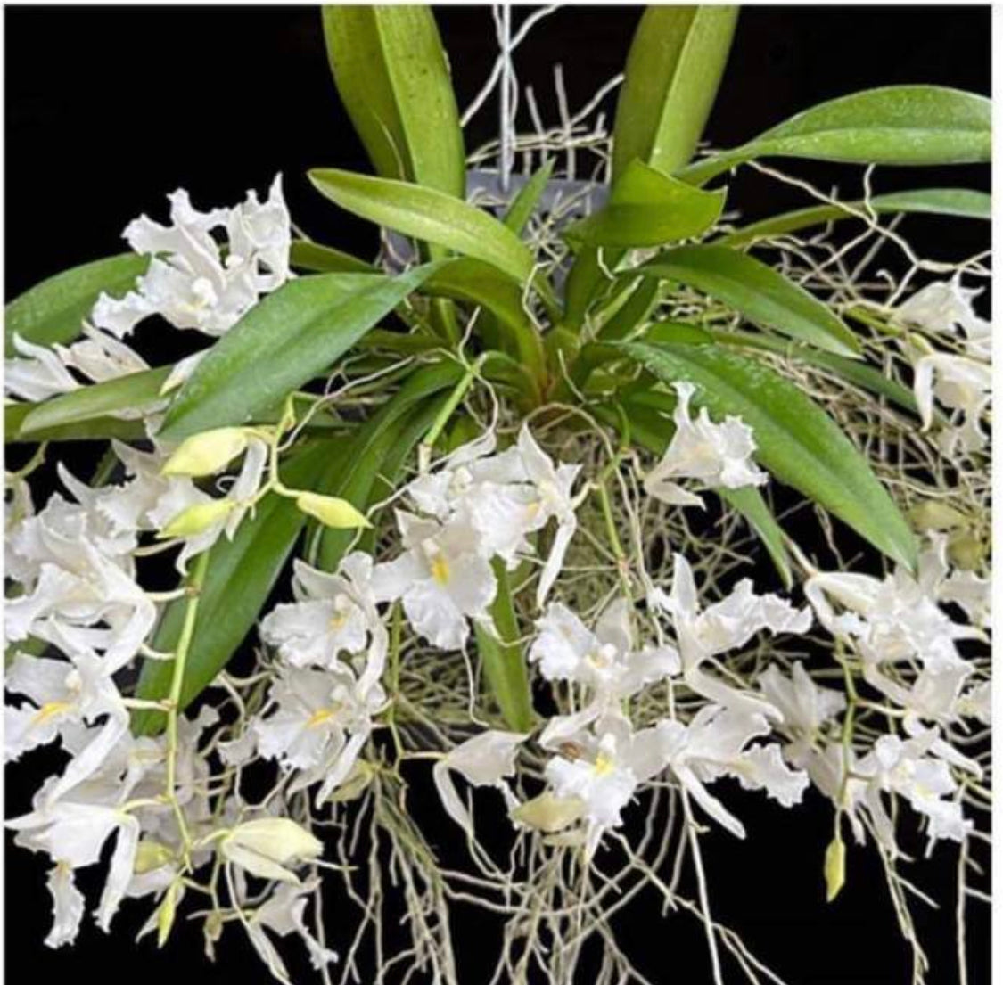 Rhodriguezia batemanii