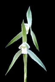 Cymbidium tortsepalum ‘Bi Long Yu Su’