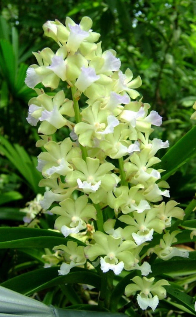 Vanda vietnamica x Rhynchostylis coelestis