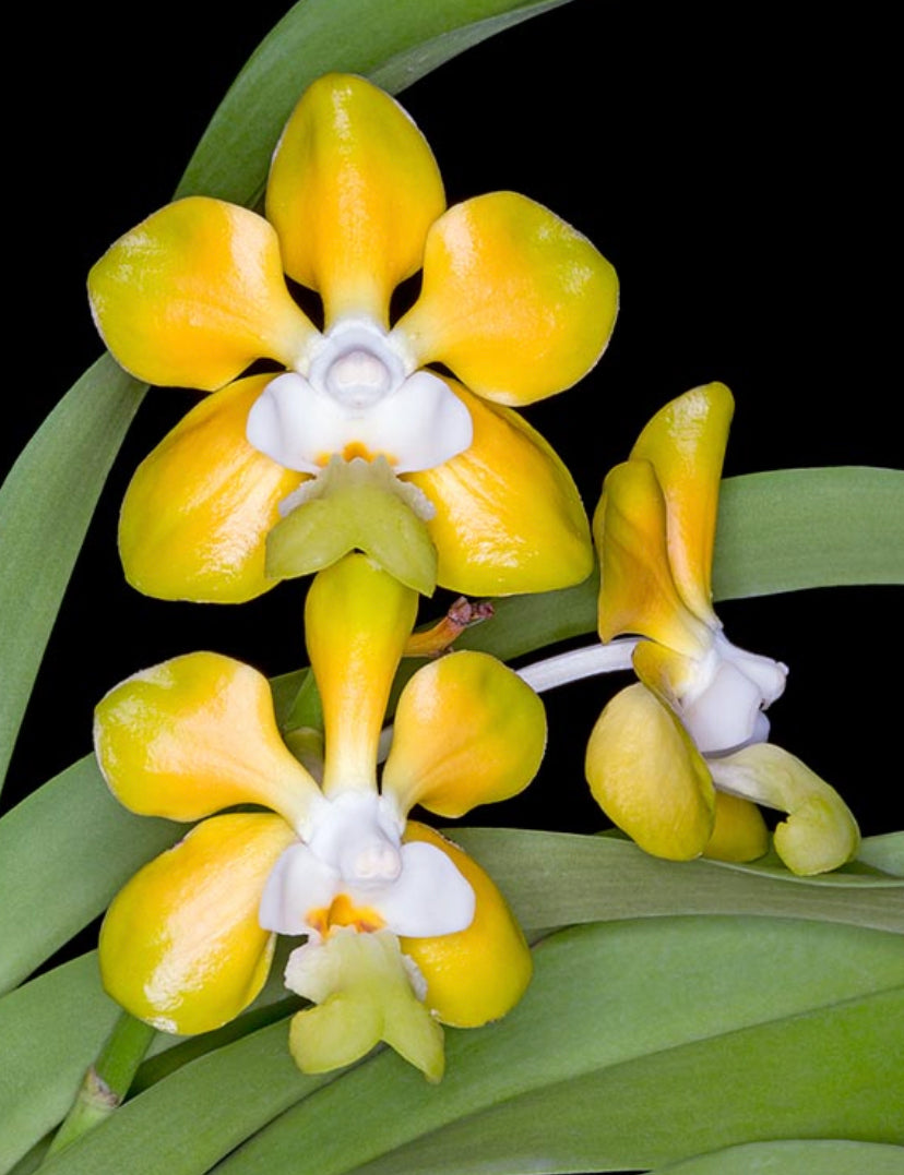 Vanda denisoniana Khun Tarn