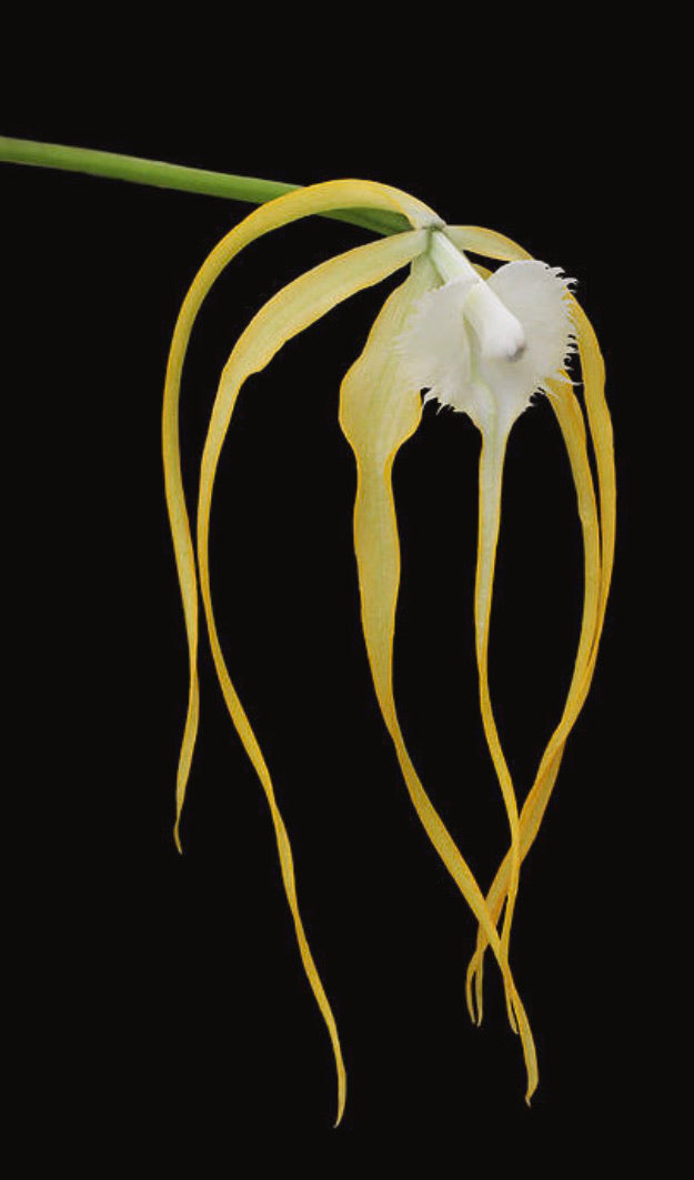 Brassavola cucullata (yellow)