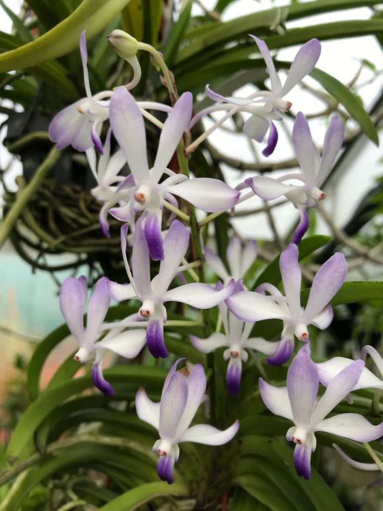 Vandachostylis Lou Sneary ‘ Blue Bird’