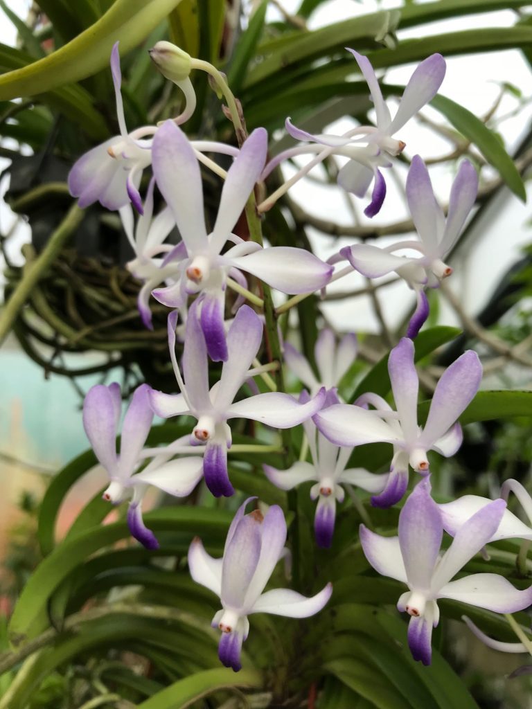 Vandachostylis Lou Sneary  ‘ Blue Bird’