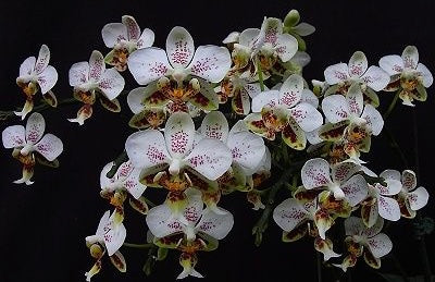 Phalaenopsis stuartiana’Sogo’