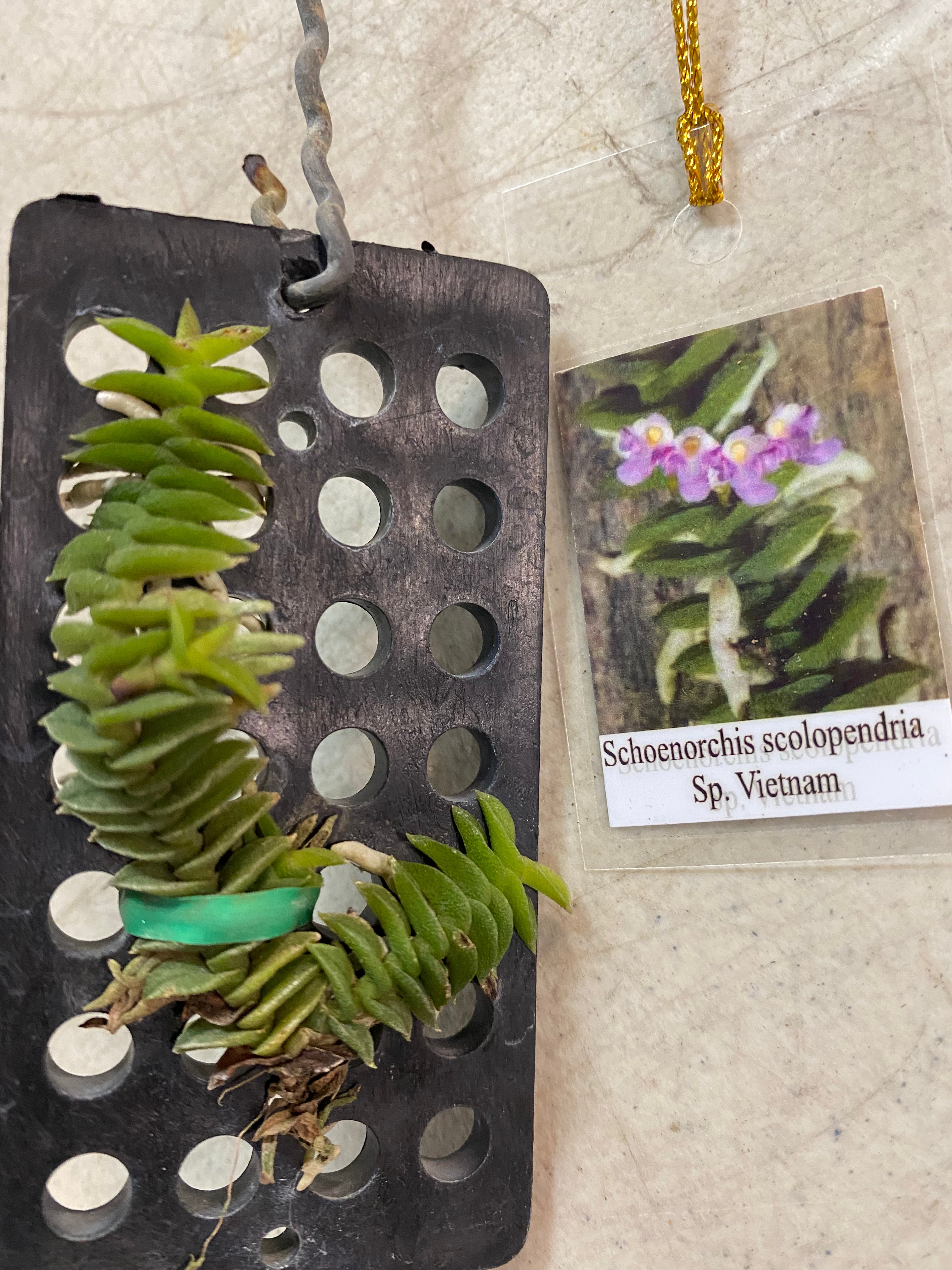Schoenorchis scolopendria Sp.