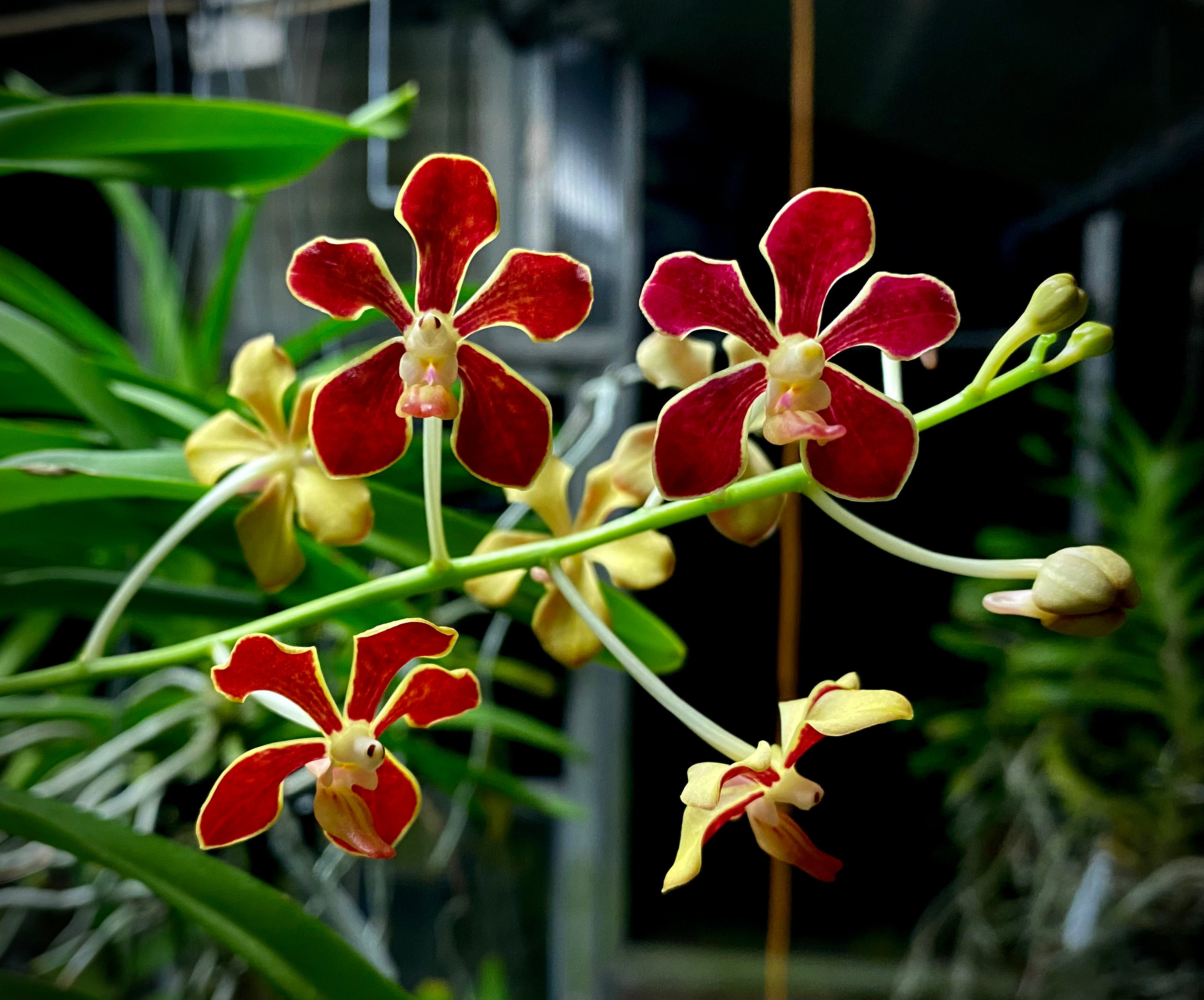 Vanda mariae Phillippines ,species