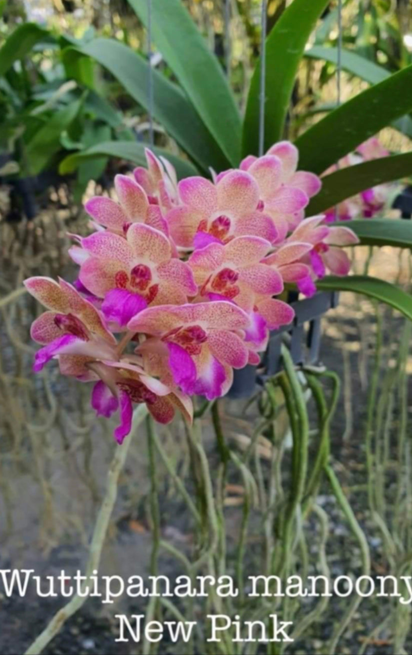 Wuttipanara manoonya New Pink