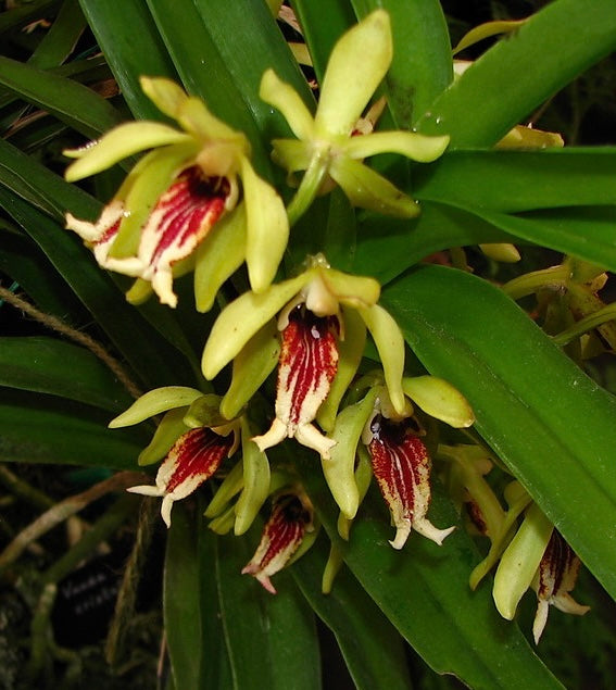 Vanda cristata (lots of spikes per plant!)