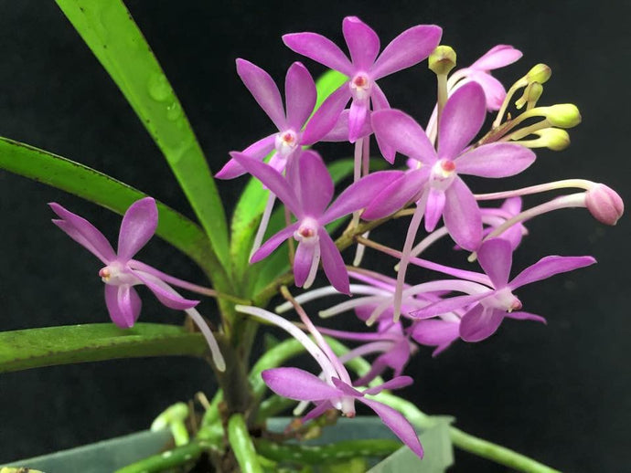 15 Amazing Facts About Orchids