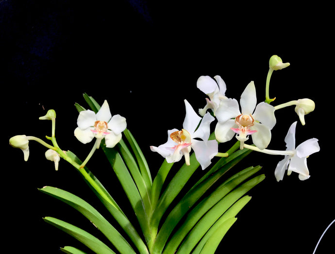 Indoor Orchid Care